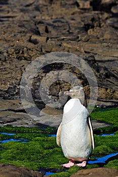 Yellow Eyed Penguin Posing