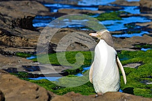 Yellow Eyed Penguin Profile photo