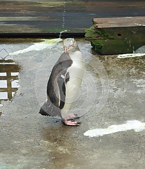 Yellow-eyed Penguin at a rehabilitationcenter in Dunedin, New Zealand