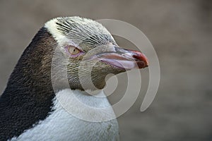 Yellow Eyed Penguin