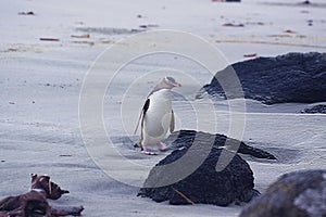 The yellow-eyed penguin at the shore of Otago Peninsula, New Zealand.