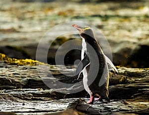 Yellow Eyed Penguin during sunset time in New Zealand