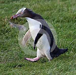 Yellow-eyed penguin walking (Megadyptes antipodes)