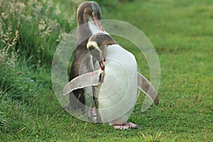 yellow eyed penguins (megadyptes antipodes) at coast, Katiki Point, Moeraki, New Zealand