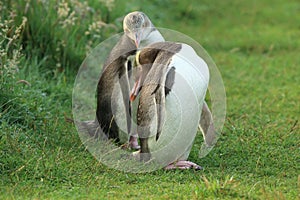 yellow eyed penguins (megadyptes antipodes) at coast, Katiki Point, Moeraki, New Zealand