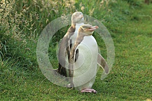 yellow eyed penguins (megadyptes antipodes) at coast, Katiki Point, Moeraki, New Zealand