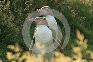 yellow eyed penguins (megadyptes antipodes) at coast, Katiki Point, Moeraki, New Zealand