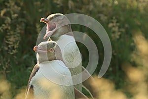 yellow eyed penguins (megadyptes antipodes) at coast, Katiki Point, Moeraki, New Zealand