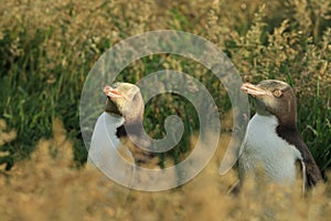 yellow eyed penguins (megadyptes antipodes) at coast, Katiki Point, Moeraki, New Zealand