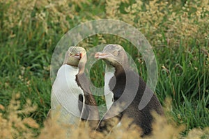 yellow eyed penguins (megadyptes antipodes) at coast, Katiki Point, Moeraki, New Zealand