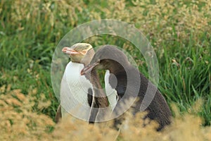 yellow eyed penguins (megadyptes antipodes) at coast, Katiki Point, Moeraki, New Zealand