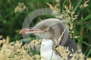 yellow eyed penguins (megadyptes antipodes) at coast, Katiki Point, Moeraki, New Zealand