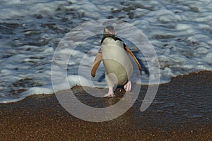 yellow eyed penguins (megadyptes antipodes) at coast, Katiki Point, Moeraki, New Zealand