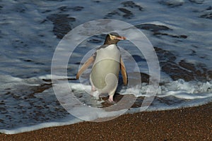 yellow eyed penguins (megadyptes antipodes) at coast, Katiki Point, Moeraki, New Zealand