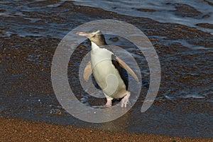 yellow eyed penguins (megadyptes antipodes) at coast, Katiki Point, Moeraki, New Zealand