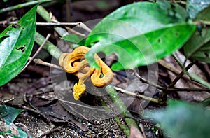 Yellow Eyelash Palm Pit Viper / Costa Rica
