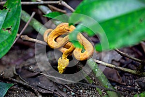 Yellow Eyelash Palm Pit Viper / Costa Rica