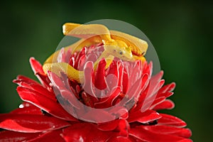 Yellow Eyelash Palm Pitviper, Bothriechis schlegeli, on red wild flower. Poison danger viper snake from Costa Rica. Wildlife scene