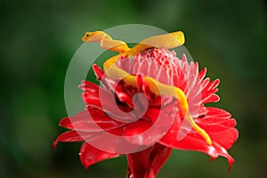 Yellow Eyelash Palm Pitviper, Bothriechis schlegeli, on red wild flower. Poison danger viper snake from Costa Rica. Wildlife scene