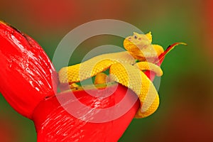 Yellow Eyelash Palm Pitviper, Bothriechis schlegeli, on red wild flower. Wildlife scene from tropic forest. Bloom with snake in Am