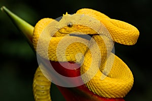 A yellow eyelash pit viper