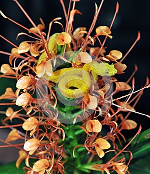 Yellow eyelash pit viper flower 1 photo