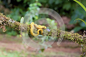 Yellow Eyelash Viper  840269