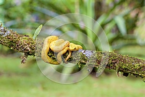 Yellow Eyelash Viper  840275