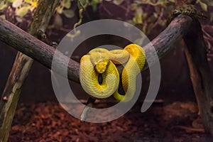 Yellow eyelash viper, Bothriechis schlegelii