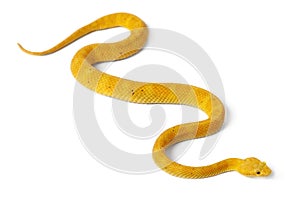 Yellow Eyelash Viper - Bothriechis schlegelii