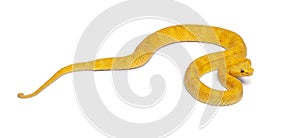 Yellow Eyelash Viper - Bothriechis schlegelii, poisonous