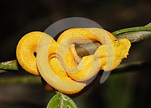 Yellow Eyelash Viper in Costa Rica