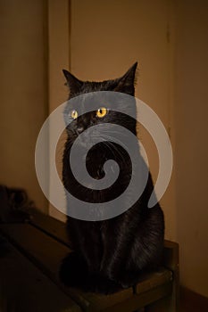 Yellow eyes black cat