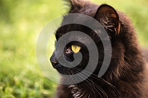 Yellow eyes of a black cat with narrow slitted black pupil photo