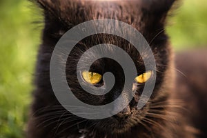 Yellow eyes of a black cat with narrow slitted black pupil photo