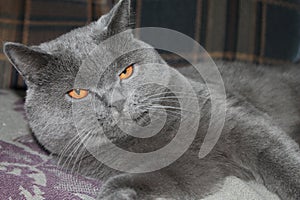 Yellow eyes of the British grey cat