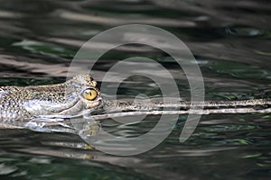 Yellow Eyes of a Crocodile Looking Very Threatening