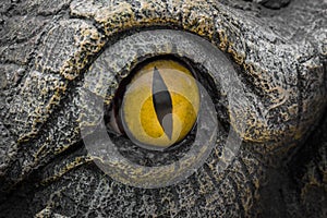 Yellow eyes of crocodiles.
