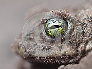 Yellow eyes of a Natterjack toad