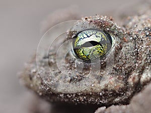 Yellow eyes of a Natterjack toad photo