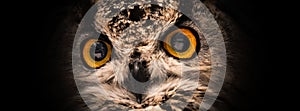 Yellow eyes of owl close up on a dark background.