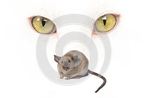 Yellow eyes of a white cat behind a mouse on a white background