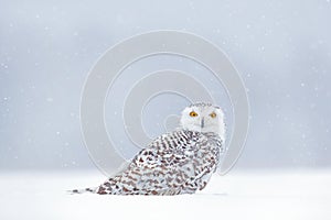 Yellow eyes in white. Winter scene with white owl. Snowy owl, Nyctea scandiaca, rare bird sitting on the snow, snowflakes in wind photo
