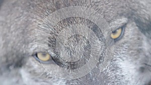 Yellow eyes of a wolf. Close-up