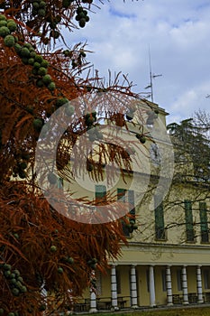 Yellow facade of the Villa Casino dei Boschi across the red plants tree. Boschi di Carrega, Emilia-Romagna, Italy photo