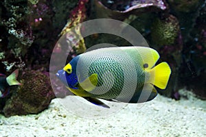 Yellow faced angelfish swimming