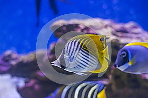 Yellow-faced Angelfish swimming over a tropical coral reef