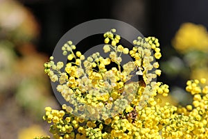 Yellow Faced Bumble Bee on Oregon Grape