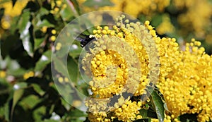 Yellow Faced Bumble Bee on Oregon Grape