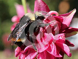 Yellow-faced Bumblebee